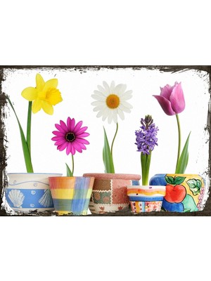 Cakasepetim Ahşap Tablo Saksıda Çiçek Çeşitleri