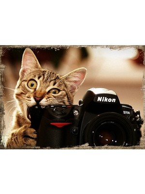Tablomega Ahşap Tablo Fotoğraf Çeken Kedi