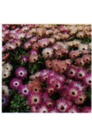 40 Adet Aptenia Cordifolia Buz Cicegi Ogle Cicegi Fiyati Ve Ozellikleri Gittigidiyor