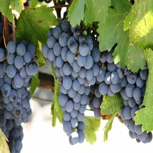 E-fidancim Tüplü Cabernet Sauvignon Üzüm(Asma-Bağ) Fidanı