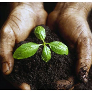 E-fidancim Sebze ve Çiçek Fidesi Dikim Gübresi (50 Fide İçin)