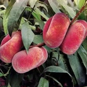E-fidancim Tüplü Tam Bodur İnnovative Tree Paraguaya Basık Şeftali Fidanı