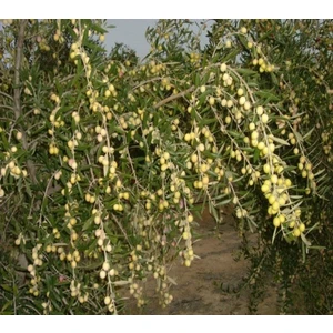 E-fidancim Tüplü Bodur Arbequina Zeytin Fidanı