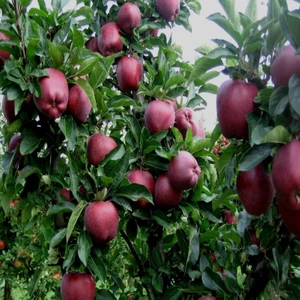 E-fidancim Tüplü Red Chief  Elma Fidanı