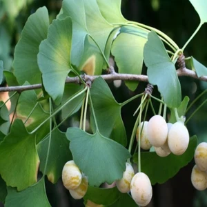 E-fidancim Tüplü Şifalı Mabet Ağacı(Ginkgo Biloba) Ağacı Fidanı