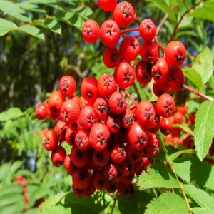 E-fidancim Tüplü Kuş Üvez Ağacı Fidanı