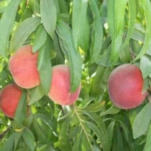 E-fidancim Tüplü Yarı Bodur Transvalia Şeftali Fidanı