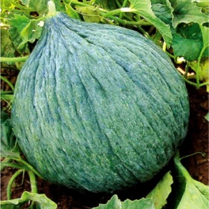 Miracle Tohum Miracle Sulu Hasanbey Kavun Tohumu(10 gram)
