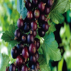 E-fidancim Tüplü Siyah Tokat 3 Frenk Üzümü Fidanı