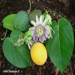 E-fidancim Tüplü Passiflora Ligularis (Sweet Granidalla) Fidanı