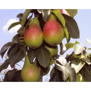 E-fidancim Tüplü Tam Bodur Erkenci Etruşka Armut Fidanı