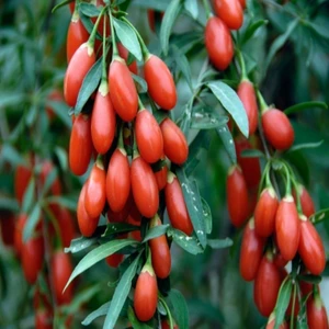 E-fidancim Tüplü Goji Berry Kurt Üzümü Fidanı (10 adet)