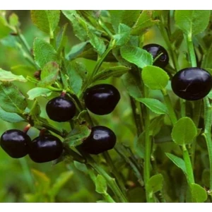 E-fidancim Tüplü Bilberry (Doğal Likapa)Fidanı