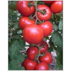 Yüksel Tohum F1(Hibrit) Cemile  Beef Domates Tohumu(1000 tohum)