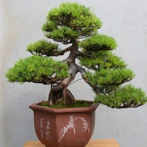 E-fidancim Doğal Fıstık Çamı Tohumu (5 Tohum)