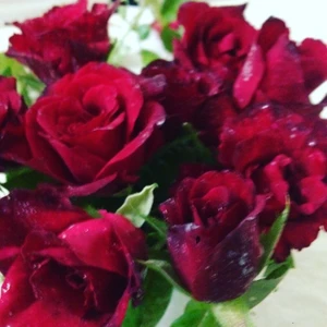 E-fidancim Tüplü Dikensiz Kokulu Kırmızı Red Love Gül Fidanı