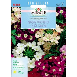 Miracle Tohum Miracle Karışık Renkli Yer Minesi (Verbena) Çiçeği Tohumu (100 tohum)