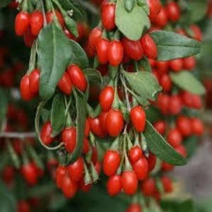 E-fidancim Goji Berry Kurt Üzümü Tohumu (20 tohum)