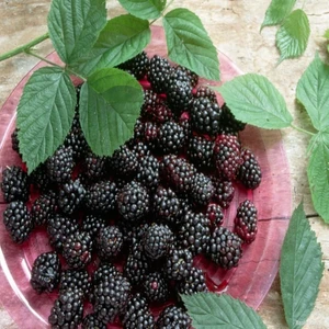 E-fidancim Tüplü Boysenberry Böğürtlen Fidanı