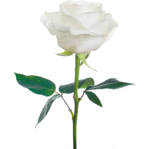 Yalova Fidan Market Gül Fidanı (Beyaz)