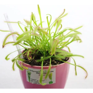 Etobur Bitkim Canlı Saksıda Dikili Drosera Capensis Güneş Gülü Sinek Kapan Bitkisi
