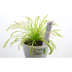 Etobur Bitkim Drosera Capensis Güneş Gülü Tohum Yetiştirme Kiti Sinek Kapan Bitkisi