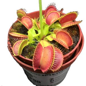 Etobur Bitkim Teraryumlu Her Şey Dahil Sinek Kapan Yetiştirme Kiti Venüs Çiçeği Tohumu Saksı Toprak