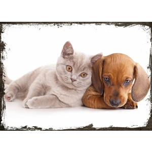 Ahşap Tablo Kedi Köpek Kardeşliği