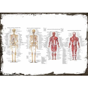 Tablomega Ahşap Tablo İnsan Anatomisi Kas İskelet Sistemi
