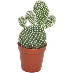 Agro Tohum Opuntia Microdaysys Beyaz Tavşan Kaktüs Sukulent