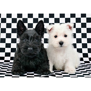 black west highland terrier yavruları