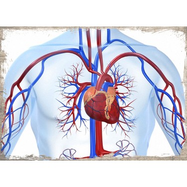 kalp sağlığı tablosu
