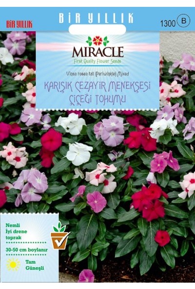 Miracle Tohum Miracle Karışık Renkli Cezayir Menekşesi Tohumu (140 Tohum)