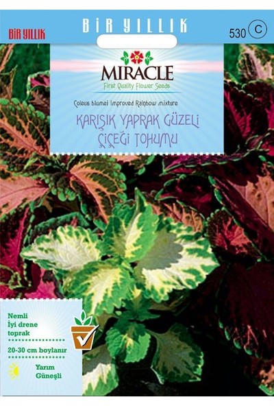 Miracle Tohum Miracle Karışık Renkli Kolyos (Coleus) Yaprak Güzeli Çiçeği Tohumu(700 tohum)
