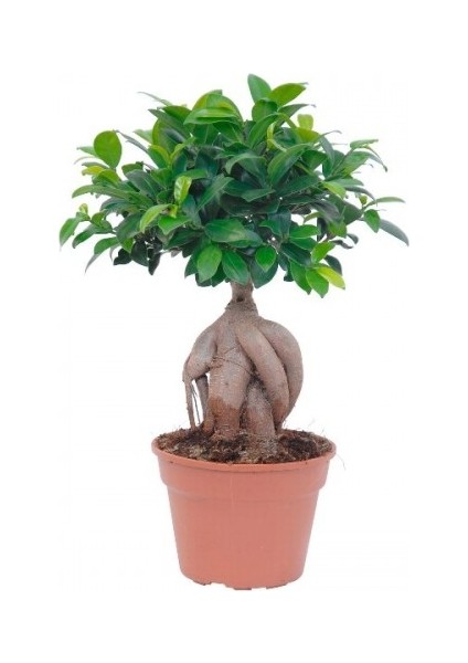 Bonzai Çiçeği / Bonsai ( Havuç Köklü )