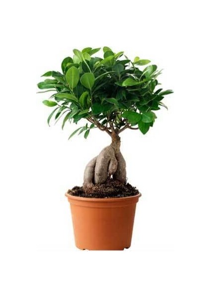 Bonzai Çiçeği / Bonsai ( Havuç Köklü )