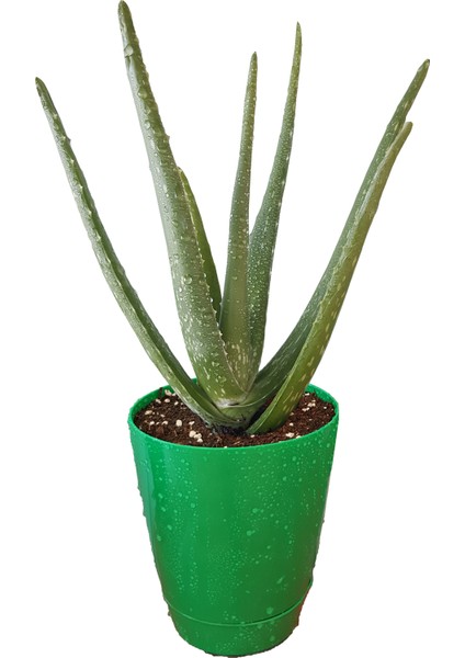 Aloevera Bitkisi 30 Cm Doğal Krem Şifalı Bitki Sarısabır Tıbbi Aloe Vera