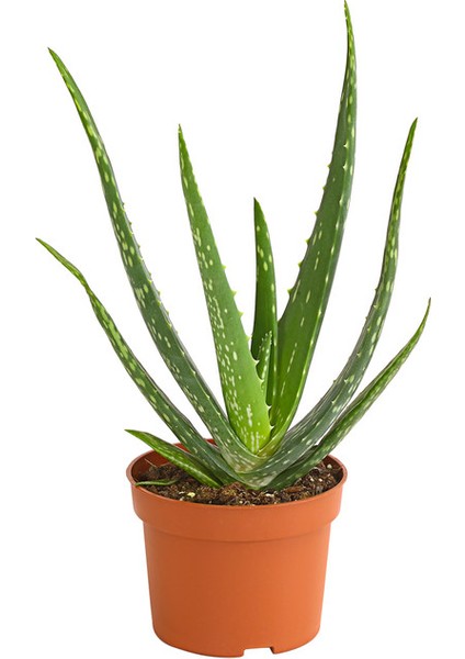 Sarı Sabır Çiçeği - Aloe Vera