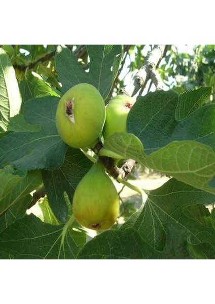 Tüplü Sarı Zeybek Nazilli İncir Fidanı