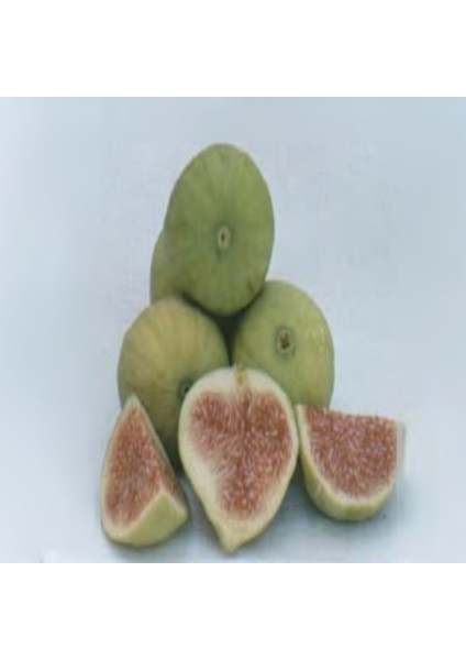 Tüplü Sarı Zeybek Nazilli İncir Fidanı fiyatları