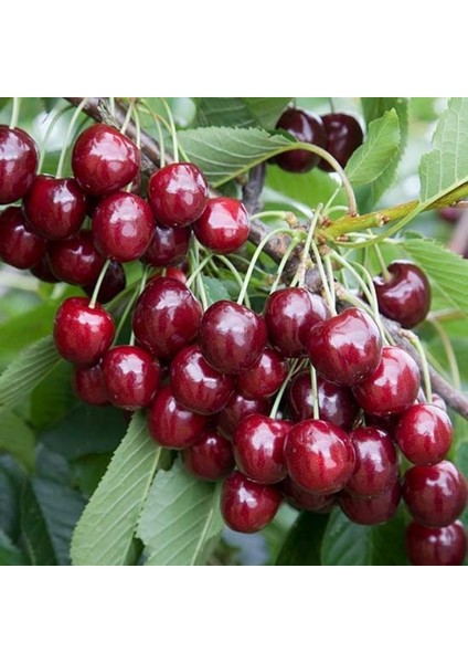 Tüplü Regina (Reggina) Kiraz Fidanı