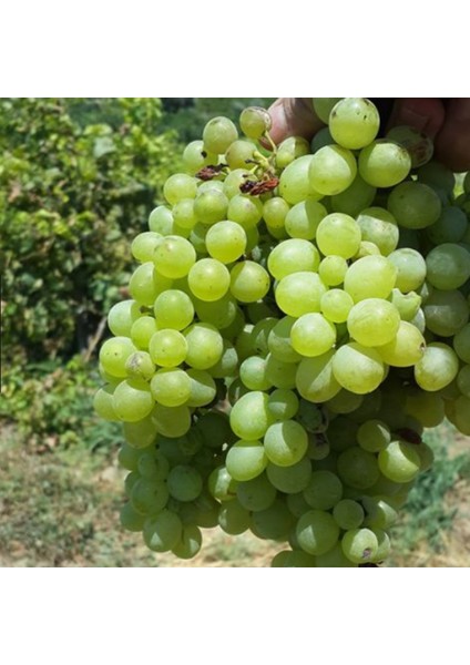 Tüplü İri Taneli Çok Tatlı Tarsus Beyazı Üzüm Fidanı