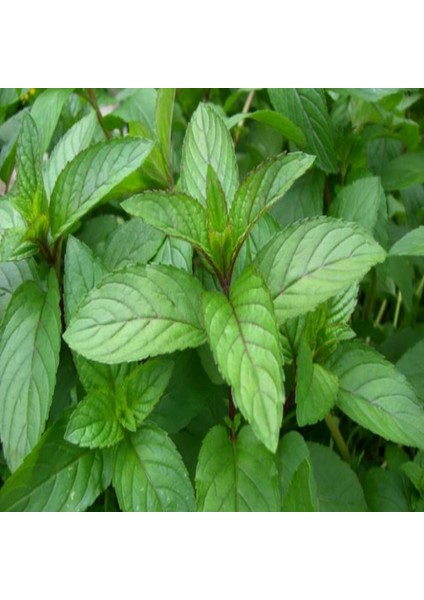 Geleneksel Anadolu Nanesi Tohumu (50 adet)