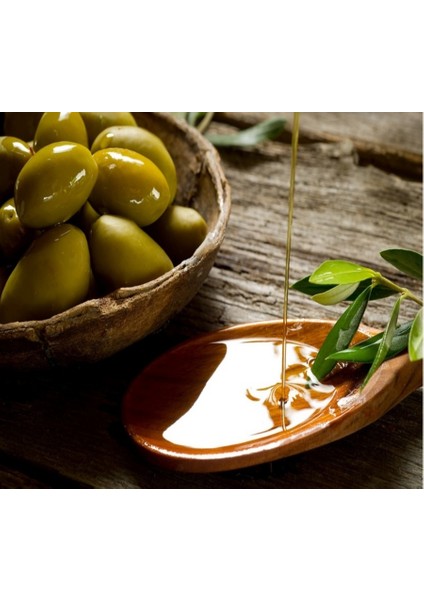 Sarı Ulak Zeytin Fidanı fiyatları