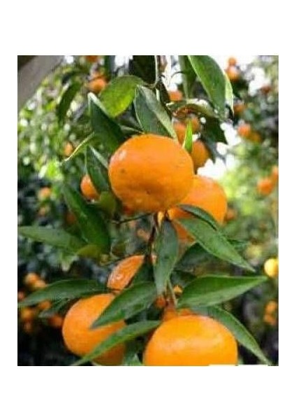 Tüplü Geleneksel Bodrum Mandalinası Fidanı