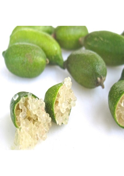 Tüplü Finger Lime Fidanı Meyve Verme Durumunda