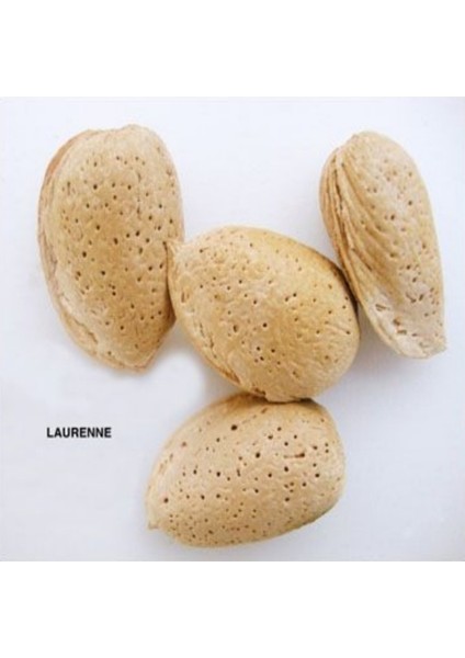Tüplü Tam Bodur Laurenne Badem Fidanı