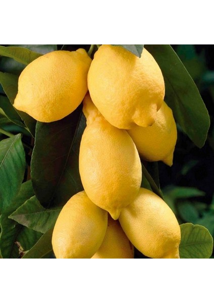 Tüplü Yediveren Euroka Limon Fidanı
