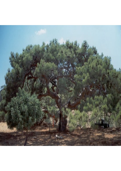 Tüplü Kızılçam Fidanı 1+1(60-70 cm)