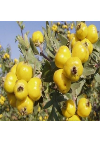 Tüplü Aşılı Sarı Alıç Fidanı